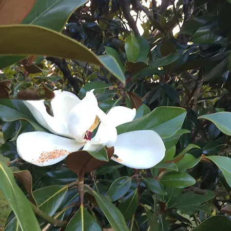 Nyaraló La Chamade Albi